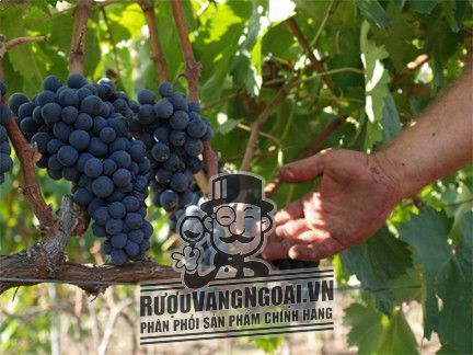 Kết quả hình ảnh cho nho negroamaro