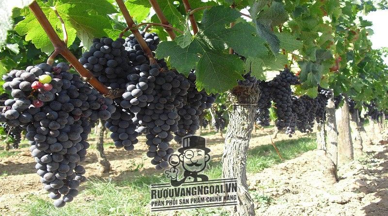 Kết quả hình ảnh cho nho negroamaro